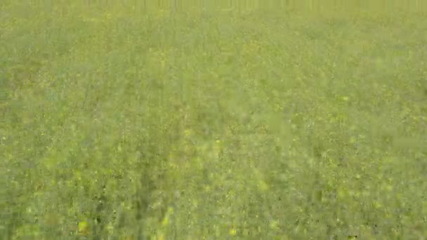 Survoler le champ vert avec des fleurs jaunes — Video