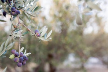 Zeytin Zeytin ağacı dalı. Seçici odak ile Konfit Zeytin bir ayrıntı closeup
