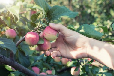 Kırmızı olgun elma elma ağacından toplama bir kadın eli