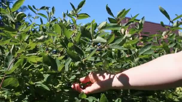 Colhendo madressilva do arbusto no jardim — Vídeo de Stock