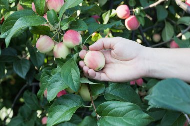 Kırmızı olgun elma elma ağacından toplama bir kadın eli