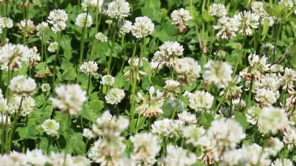 Macro disparo de miel de abeja arrastrándose sobre la cabeza de la flor de trébol, recogiendo néctar . — Vídeo de stock