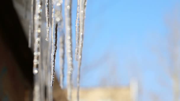 Τήξη Icicles άνοιξη — Αρχείο Βίντεο