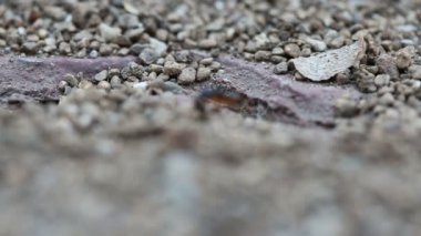 Birlikte çalışan siyah ve kırmızı karıncalar