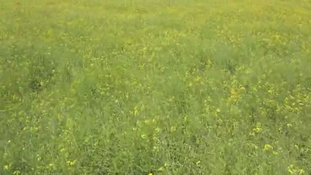 Летающие над зеленым полем с желтыми цветами — стоковое видео