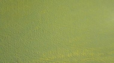 Sarı çiçekli yeşil alanın üzerinde uçan