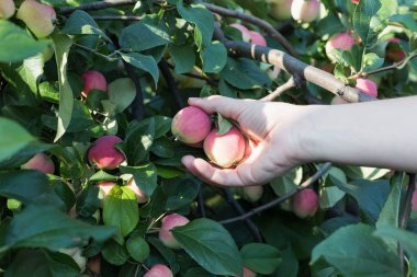 Kırmızı olgun elma elma ağacından toplama bir kadın eli