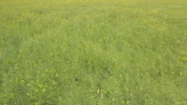 Survoler le champ vert avec des fleurs jaunes — Video