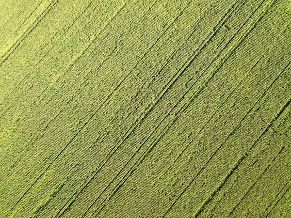 Drohnenaufnahmen aus der Luft. Flug über das Maisfeld — Stockfoto