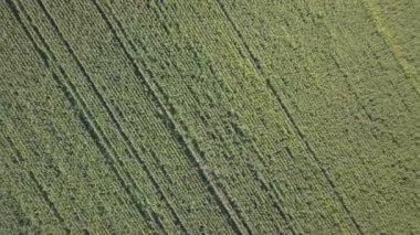 Mısır tarlası üzerinde uçan