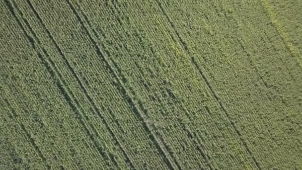 Пролетая над кукурузным полем — стоковое видео