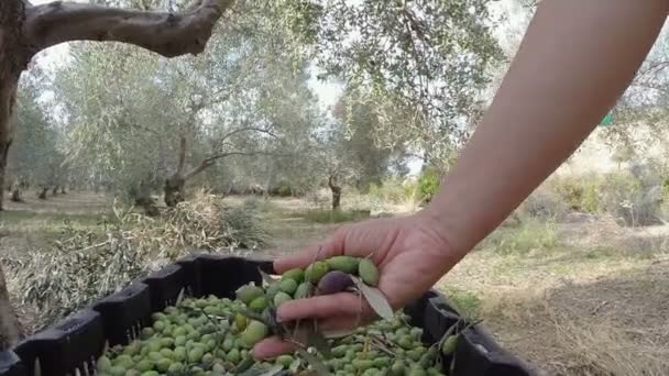 整理收集的青橄榄的手 — 图库视频影像
