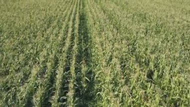 Mısır tarlası üzerinde uçan