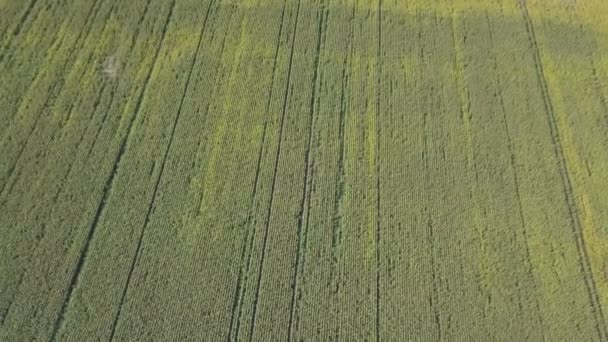 Vliegen over de cornfield — Stockvideo