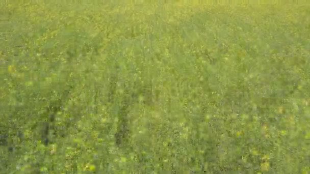 Mit gelben Blüten über die grüne Wiese fliegen — Stockvideo