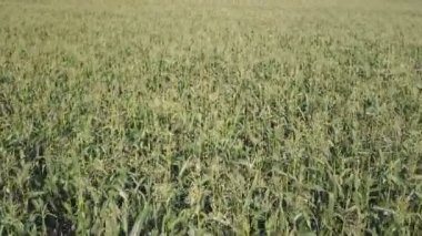 Mısır tarlası üzerinde uçan