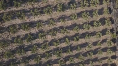 Bir zeytin grove dron görüntüleri