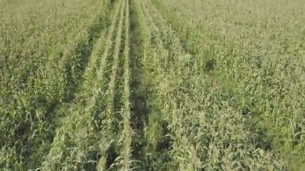 Vliegen over de cornfield — Stockvideo