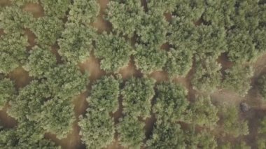 Bir zeytin grove dron görüntüleri