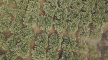 Bir zeytin grove dron görüntüleri