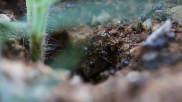 Siyah karıncalar birlikte çalışma — Stok video