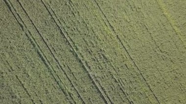 Mısır tarlası üzerinde uçan