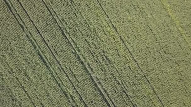 Пролетая над кукурузным полем — стоковое видео