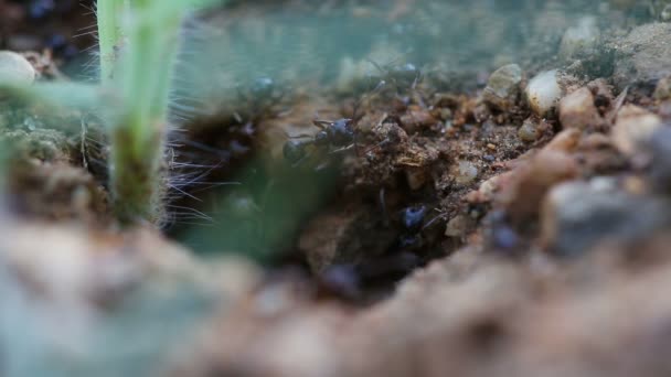 Black ants working together — Stock Video