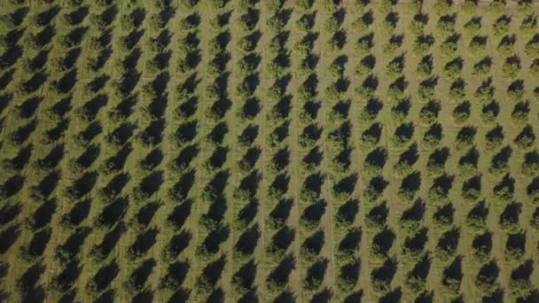 Aerial footage of an orange grove in spring — Stock Video