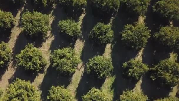 春天橘子林的空中画面 — 图库视频影像