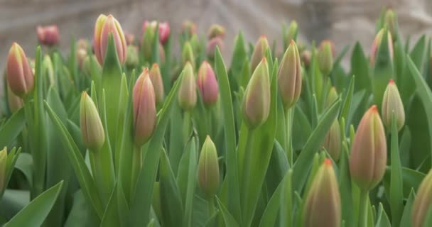 Ранние тюльпаны, выращенные в теплице — стоковое видео