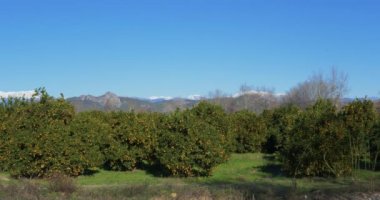 Portakal ağacı grove karla kaplı dağlar arka planda