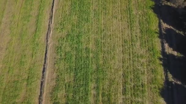 Aerial footage of green field — Stock Video