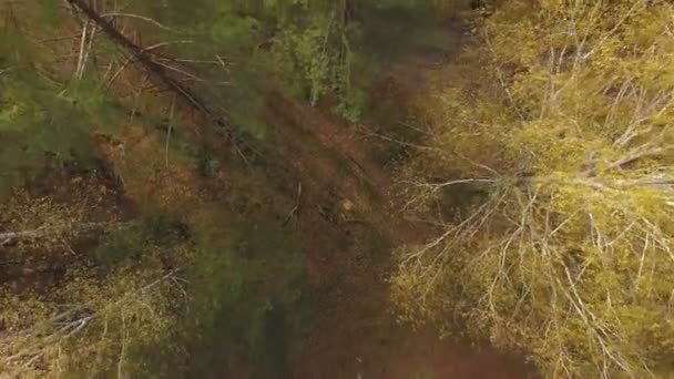 Letecké záběry barevné podzimní les — Stock video