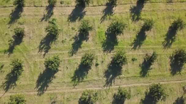 Filmagem aérea de um laranjal na primavera — Vídeo de Stock