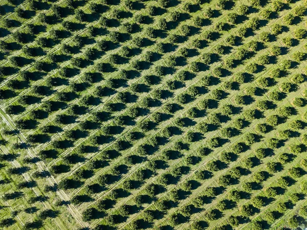 Luchtfoto van een sinaasappel bosje in de lente — Stockfoto