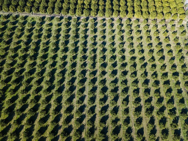 Весной снимок апельсиновой рощи с воздуха — стоковое фото