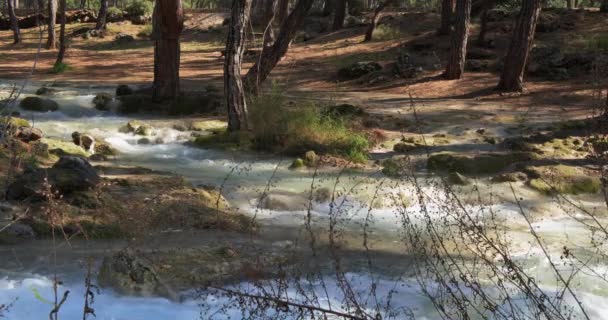 Kristalwater in Forest Mountain River. Diep in de bergen — Stockvideo