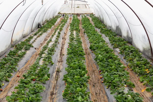 Organic strawberry plant growing in green house — Stock Photo, Image