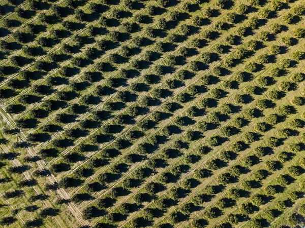 Luchtfoto van een sinaasappel bosje in de lente — Stockfoto