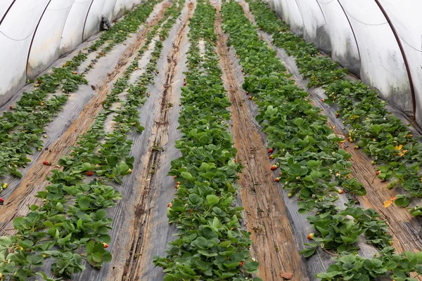 Organic strawberry plant growing in green house — Stock Photo, Image