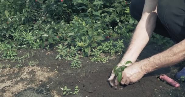 Alter Mann pflanzt jungen Baum in seinem Garten — Stockvideo