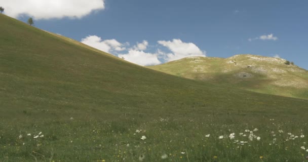 Ondes de champ avec des fleurs florissantes en été 