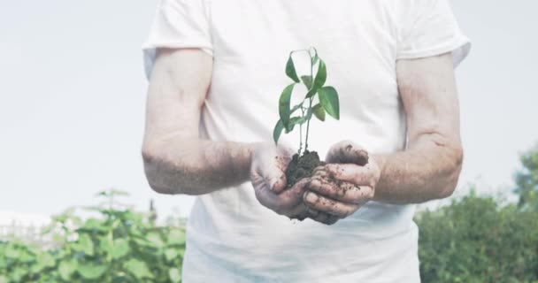 Старик держит в руках зеленое молодое растение — стоковое видео