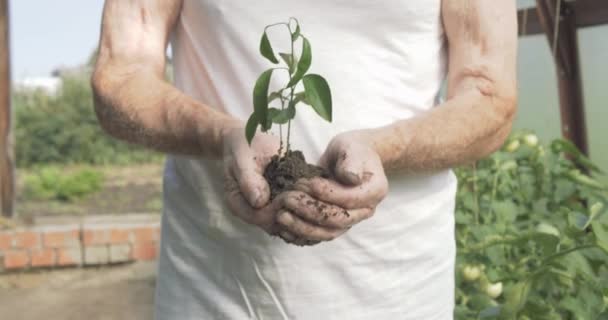 Oude man handen met een groene jonge plant — Stockvideo