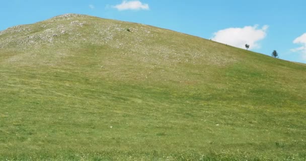 Veld golven met bloeiende bloemen in de zomer — Stockvideo