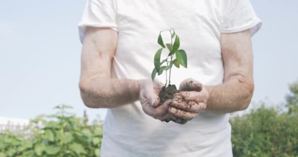 Viejo manos sosteniendo una planta joven verde — Vídeo de stock