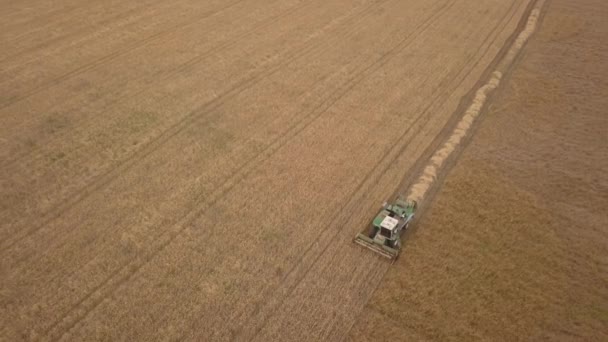 Sonbaharda çalışan bir kombine hasat makinesi havadan drone atış — Stok video