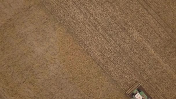 Aerial drone shot of a combine harvester working in autumn — Stock Video