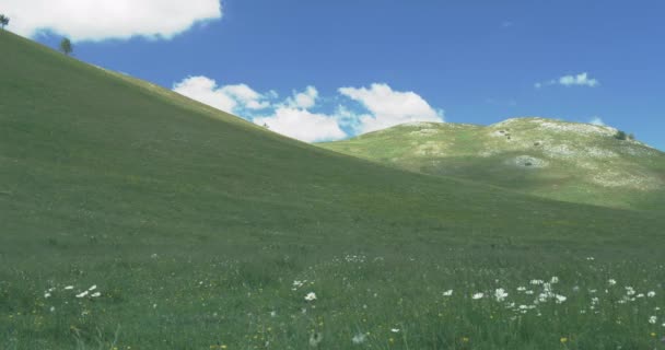 Ondes de champ avec des fleurs florissantes en été 